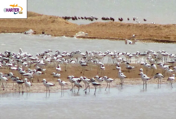 خور موسی ماهشهر