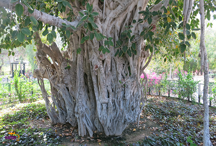 درخت سبز کیش