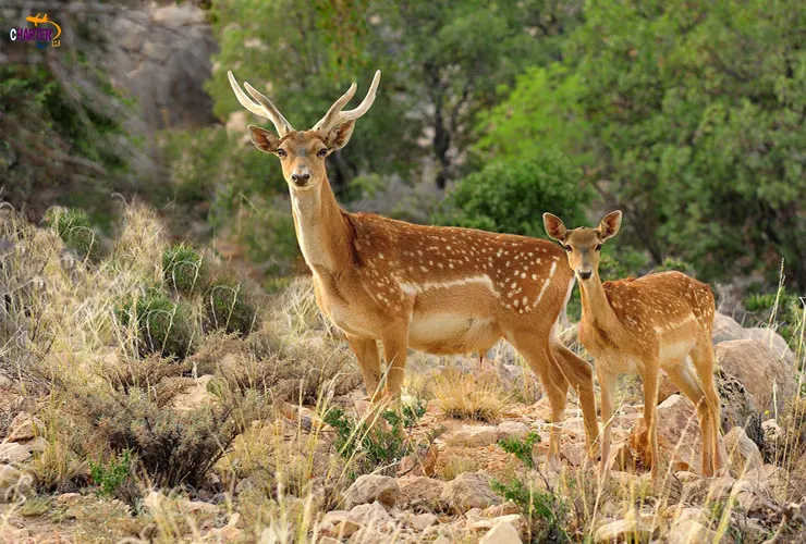 دشت ناز مازندران