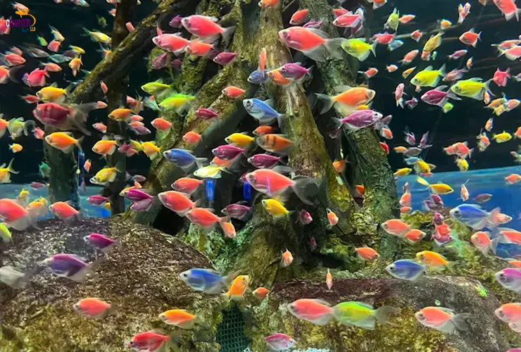 آکواریوم اصفهان
