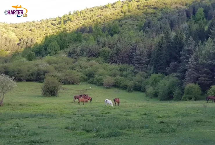 روستا جواهرده