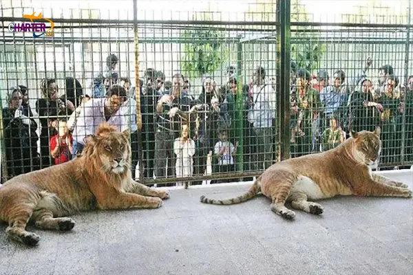 ساعت کاری باغ وحش مشهد