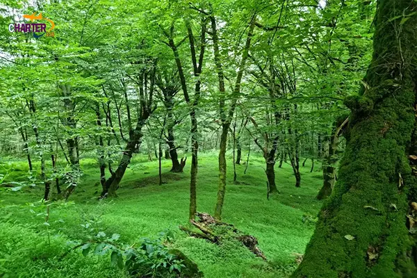جنگل دالخانی