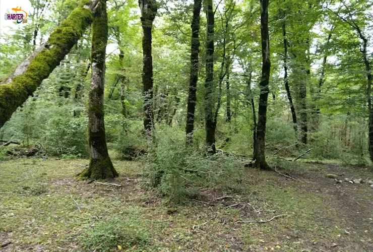 جنگل سی سنگان کجاست