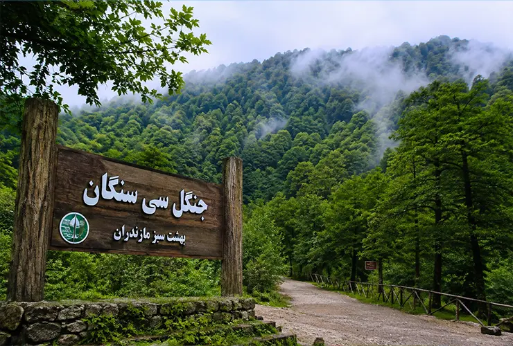 جنگل سی‌سنگان | معرفی، تفریحات و مسیر دسترسی