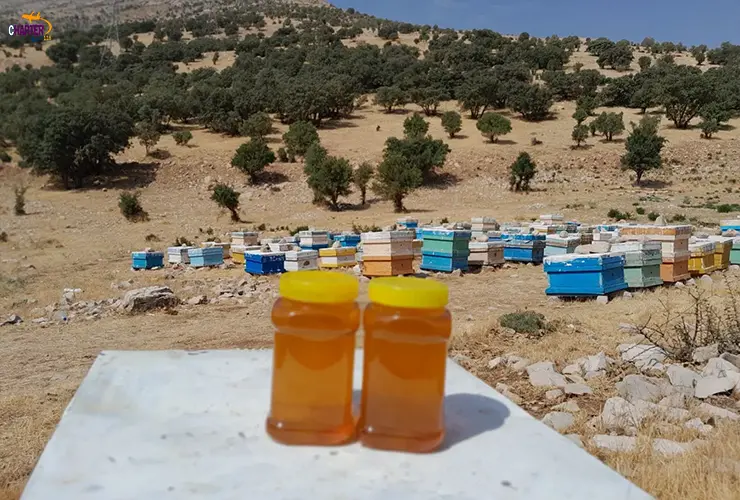 عسل کوهستان کرمانشاه