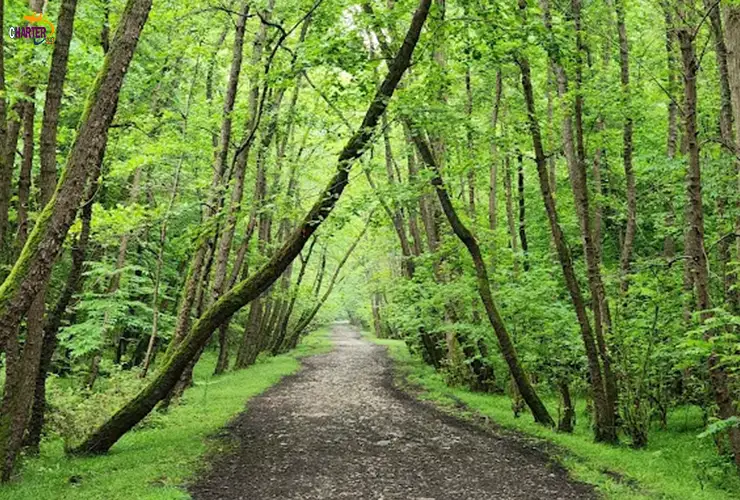 پارک جنگلی نور